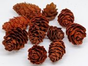  10db-os csomag 3-4cm-es brsonyos toboz: maci barna