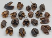  10db-os csomag 2,5-3,5cm-es Bakuli terms: natr barna