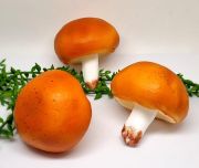  7cmx7cm-es leth (real tuch), puha gumibl kszlt erdei gomba: nagy