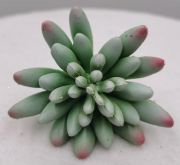  8cm tmrj, 7cm magas,  gmbly ceruzalevel pozsgs